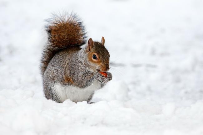 Een eekhoorn in de sneeuw