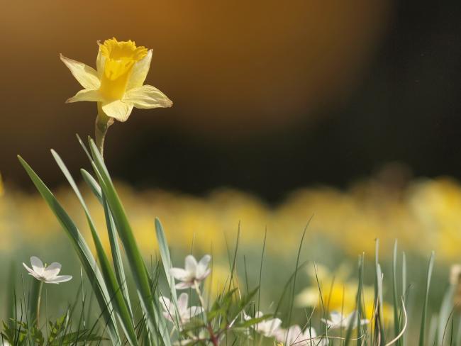 Daffodils au Parc naturel (c) Parc Naturel Hautes Fagnes - Eifel