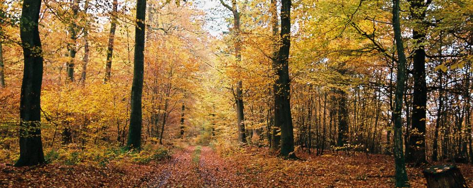 Forest with autumn colors - ORTAL