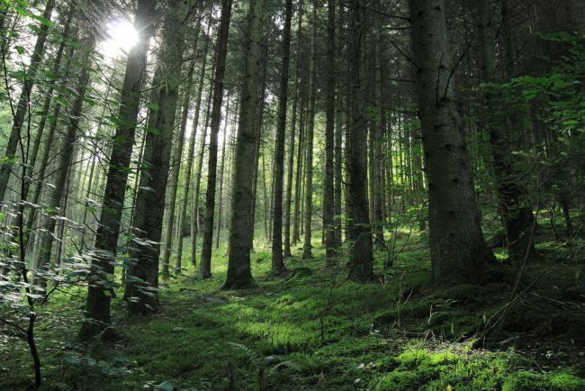Wald in Luxemburg