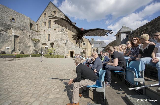 Foto van een roofvogelshow in het kasteel van Bouillon.