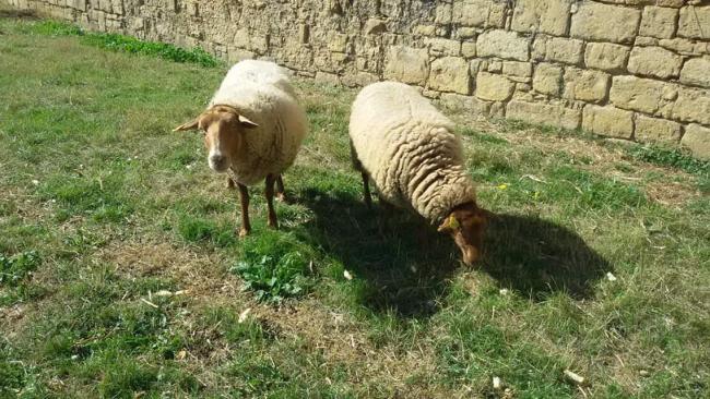 2 schapen