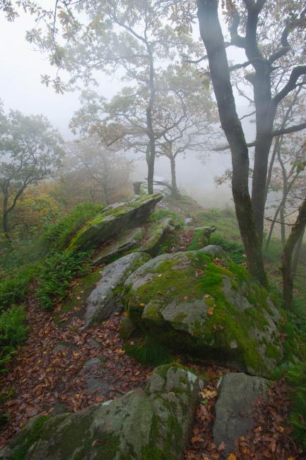Waldlandschaft, von Nebel bedeckt