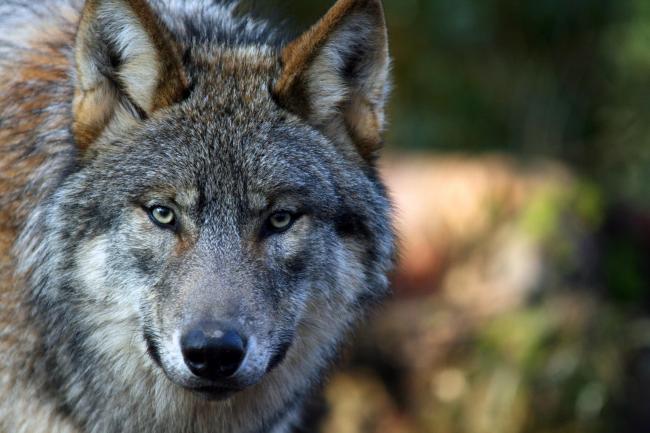 Grauer Wolf im Argonne-Entdeckungspark, von Anne Frézard