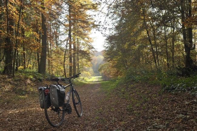 Fahrradtour in der Nähe von Marbehan, mitten im Wald - Pierre Pauquay