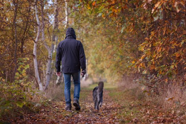 Herbstwanderung - Schroederhund/Pixabay