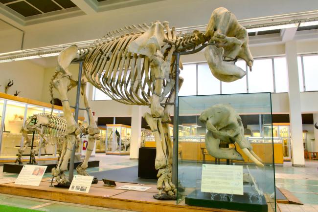 Zoologisches Museum von Lüttich - Skelett eines Elefanten