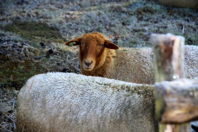 Robbescheier, schapen - Jonas Mossiat