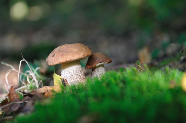 Cep in the forest