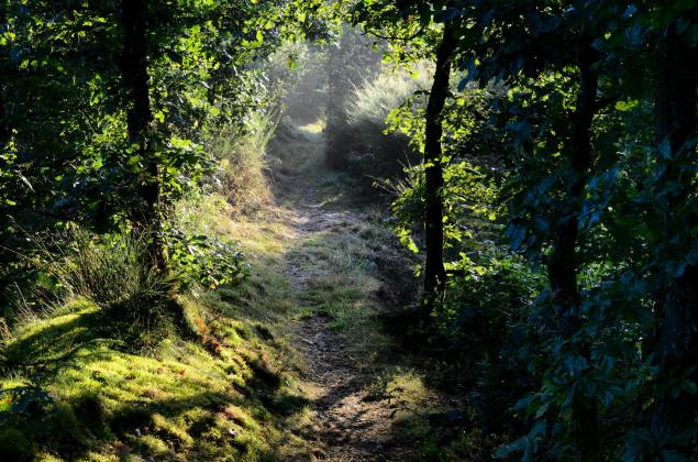 Paysage forestier - Les parcs naturels de l'Ardenne (c) Céline Lecomte, GEIE