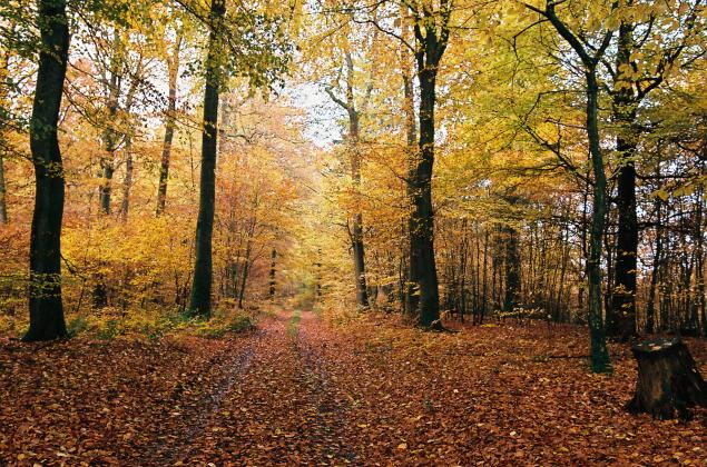 Wald in Herbstfarben - ORTAL