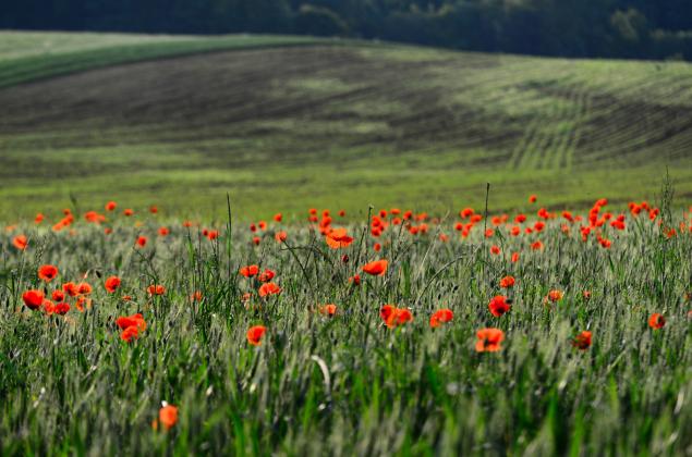 Field of poppies - Céline Lecomte
