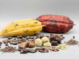Cacaobonen en chocola