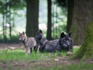 Des loups à Forestia