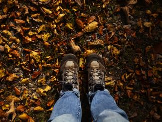 Spaziergang im Wald von Anlier, Herbst - Julia Lafaille